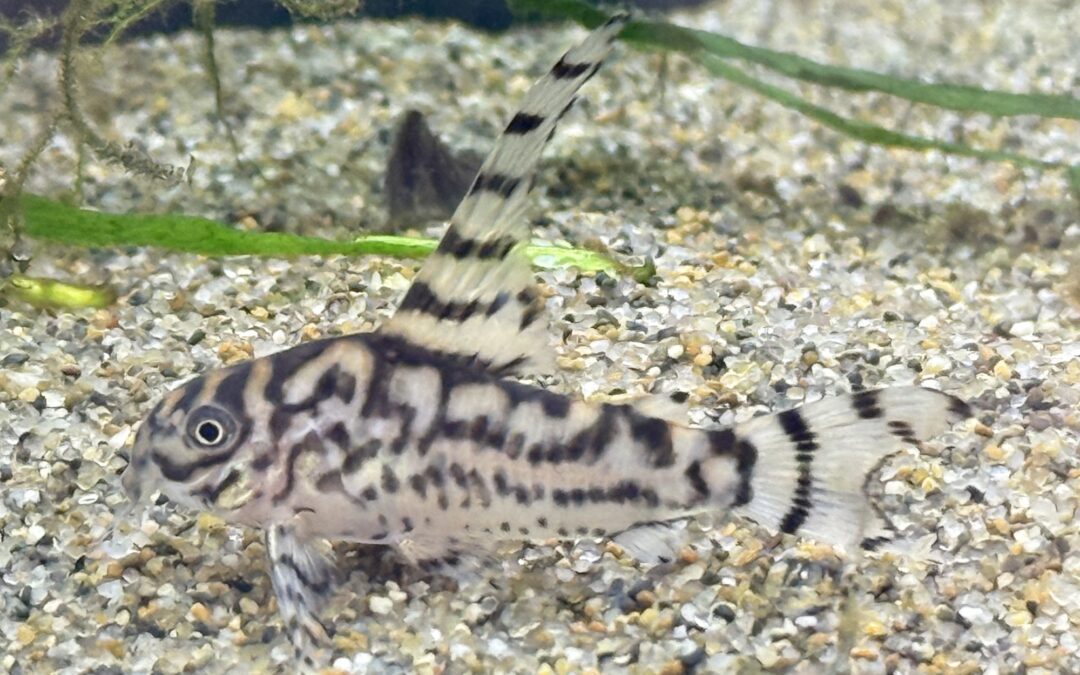 サテライト卒業