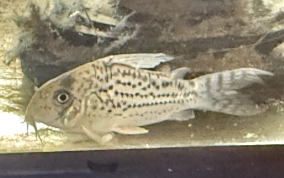 その後のスーパーと謎ハイブリッド & 種類判明？