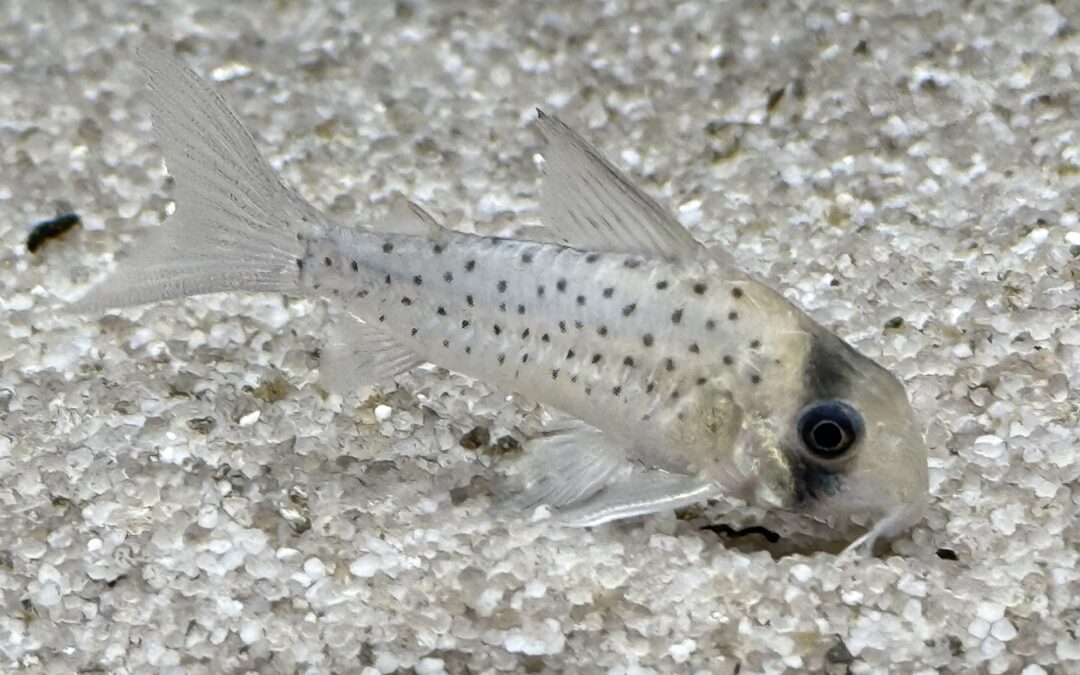 美白なコリドラス &  その後のウルク