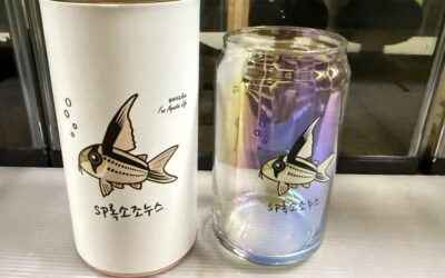 韓国のコリドラスグッツ & ブリード1stゼブリーナその後