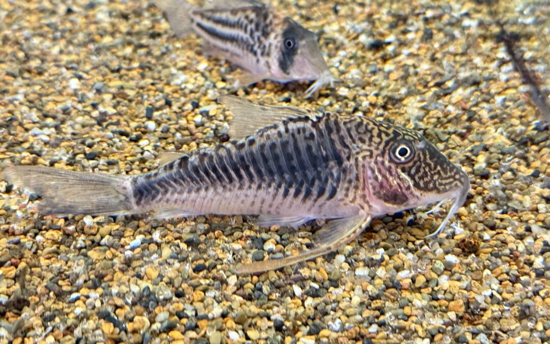 悪魔の羽！？ & 模様が変な奴