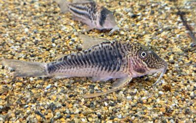 悪魔の羽！？ & 模様が変な奴