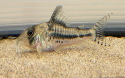 2024年ベスト3コリドラス