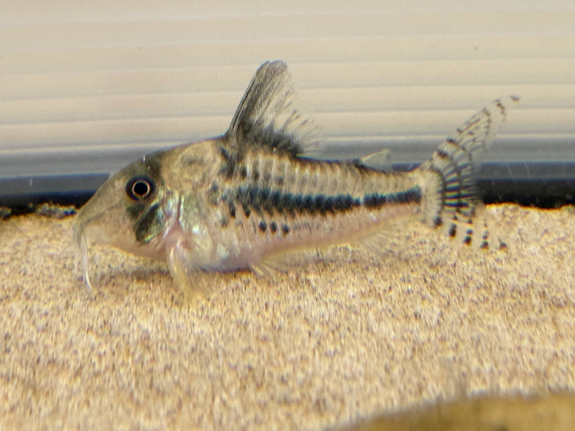 【受け渡し予定者あり】コリドラス img_0033.jpg