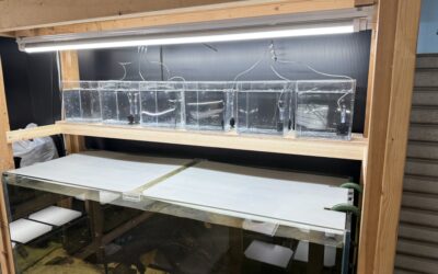 サテライトからプラ水槽へ