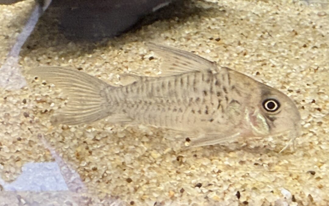 アイバンド付き ＆ 大丈夫？