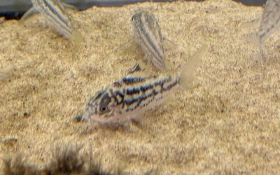 やばいエレガンス！ & ブリード近況