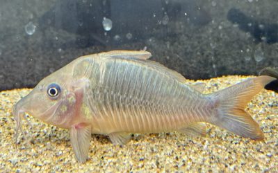 今年最後の導入2種 & ブリード近況