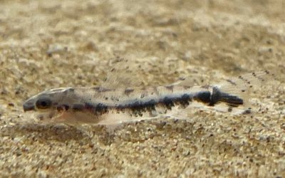 2025年新年の挨拶