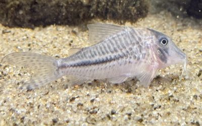 ホワイトホーン?? & アリアリ産