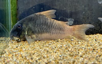 黒化個体? & やや吻長!