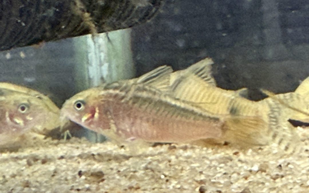 金線小顔系 & ゴメス & オマケの番外編