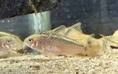 金線小顔系 & ゴメス & オマケの番外編