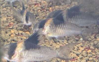 地黒なんです! & 網目模様な奴ら