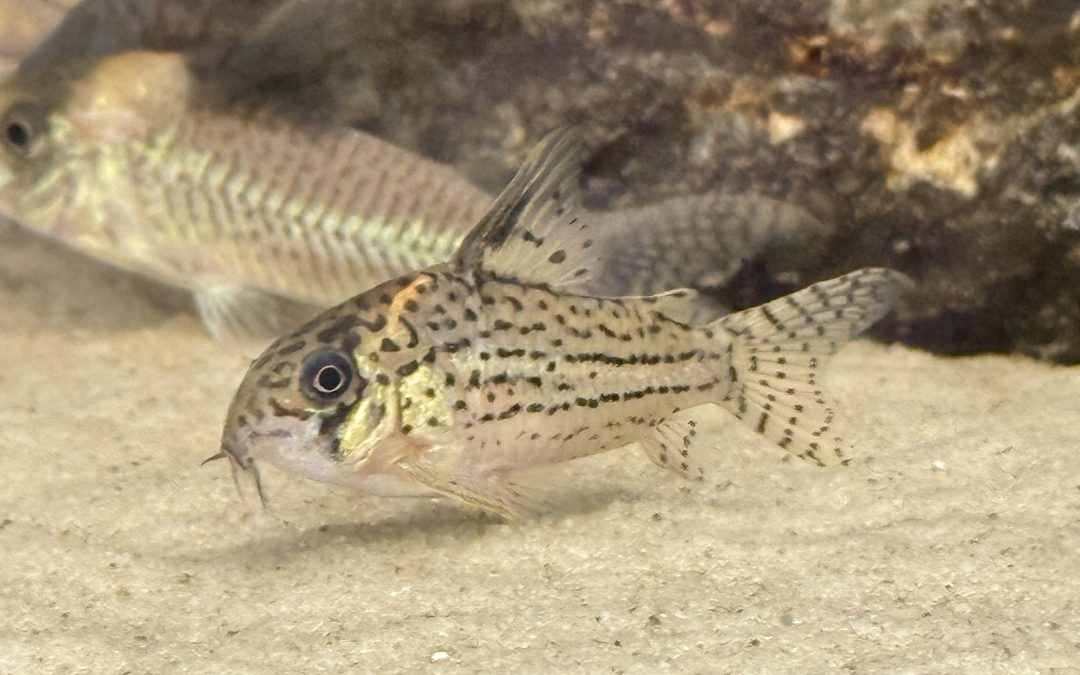 スワレス & 加齢による今後…