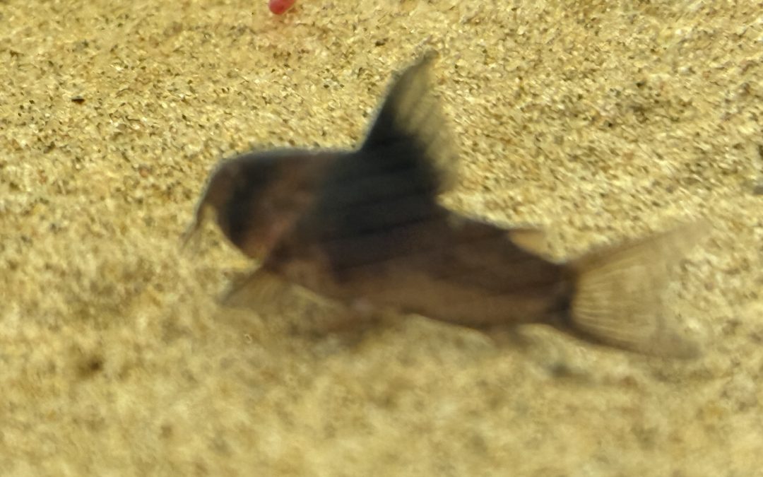 まっくろくろすけ & オステオ