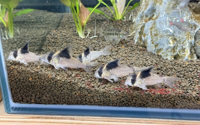 ソイル水槽化 & ブリード近況