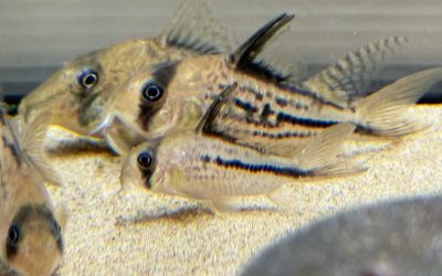 欲しいコリドラスが居ないけど…