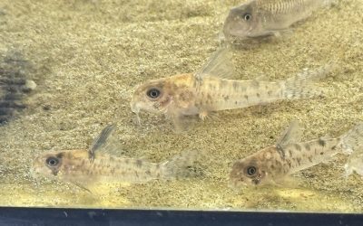 産んでるっぽい?? & ブリード近況