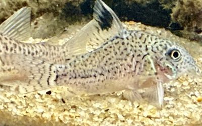 混じってた奴! & ブリードのパレアタス