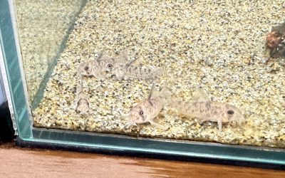 旅立ちの日 & 謎玉第二弾!