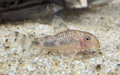 都度名前が違う奴 & 初めて聞く名前? & 1匹だけ