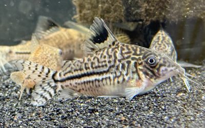 自分勝手ですがスーパー & 1匹じゃなかった!