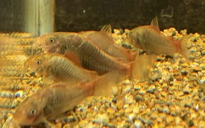 ちっこいコンコロール!?