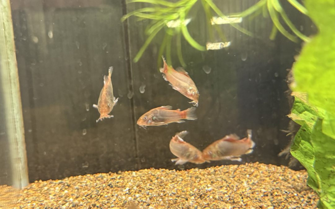 その後のアイバンド・ロレト & 短縮化