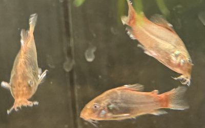 虫だらけ!! & 発色アップ & 放置ブリード