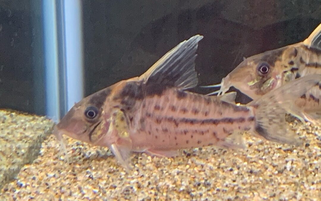 背鰭が白いハイブリッドの可能性