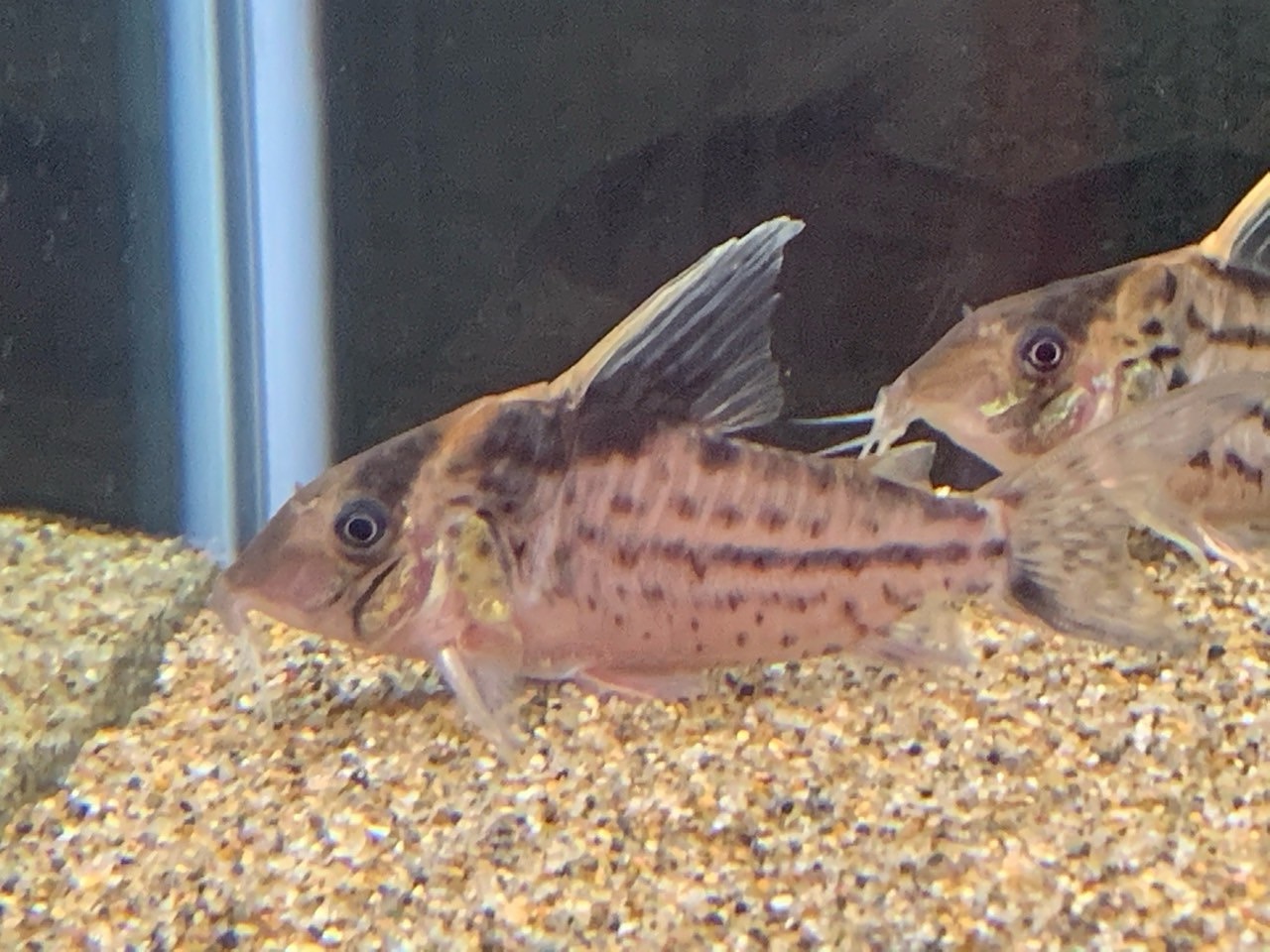 2c95f0e8-6b99-47c1-ba7b-