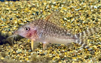 セウシ & 御老体