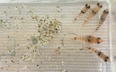 餓死るので! & 懐かし過ぎる!