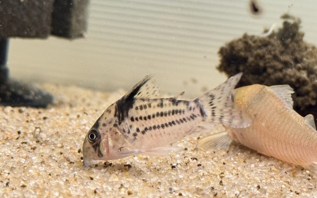 トカシュワ & 爆買い！？ & 野良