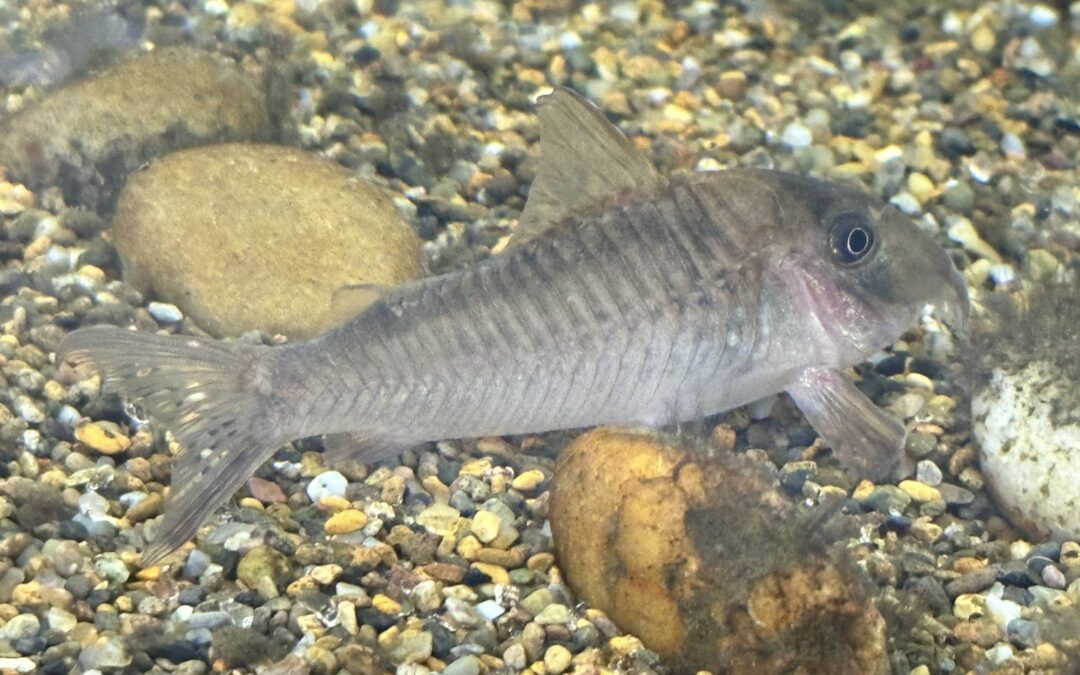 ブログ再開予定