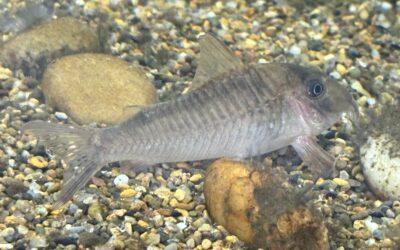 ブログ再開予定