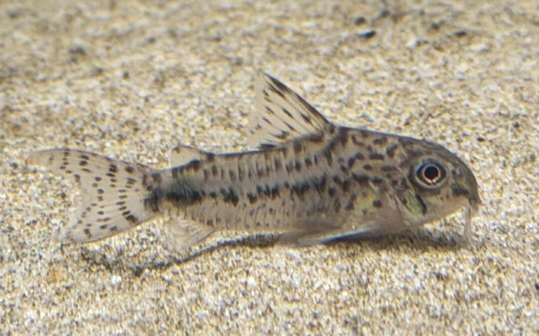 小さなハイブリッド