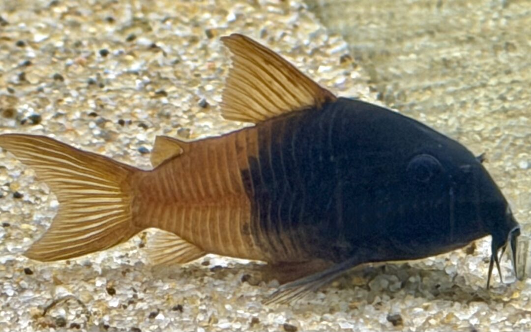 グラデーションじゃない奴！